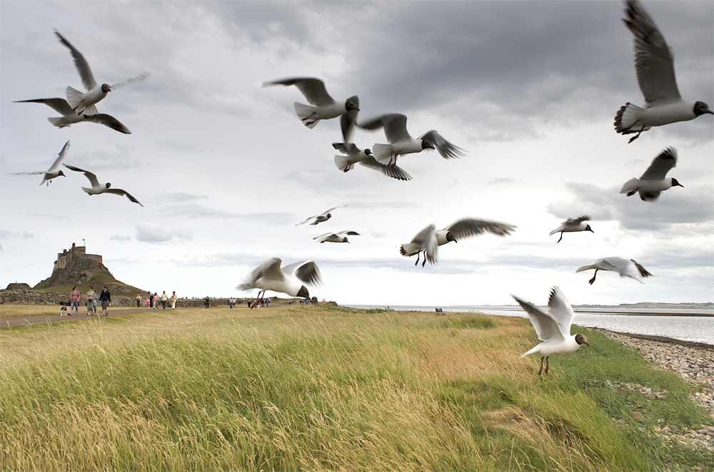 Gulls at holy island in Northumberland by Cambridge based photographer Richard Bowring