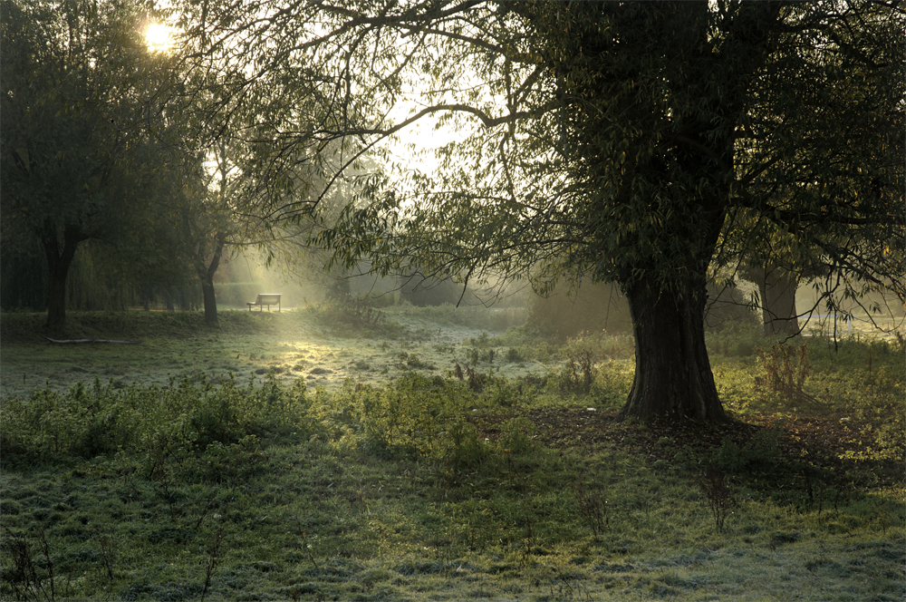A frosty morning in the water meadows near cambridge